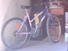 26P ROSE/BLEU