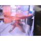 table bois massif/1rallonge